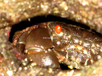 Pantai Wohkudu