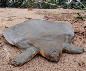 12 Spesies Kura-kura Unik dan Langka di Dunia