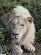 White Lions, South Africa