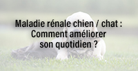  Maladie rénale chien / chat : Comment améliorer son quotidien ?