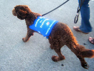 looking down on Alfie from above as he walks, jacketed, at my side; we're walking quickly so our feet are blurred and his ears are blowing back a little