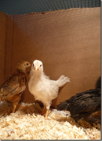 chicks 005