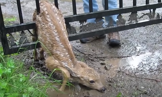 Poor deer stuck in gate
