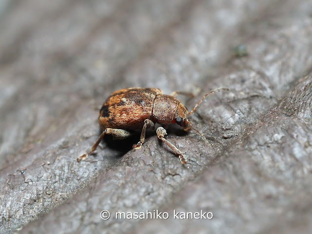 クロオビカサハラハムシ