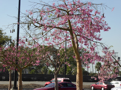 いろいろ 木に咲くピンクの花 362971-木に咲くピンクの花 夏