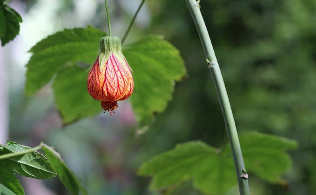 Flowering Maple Flowers Pictures