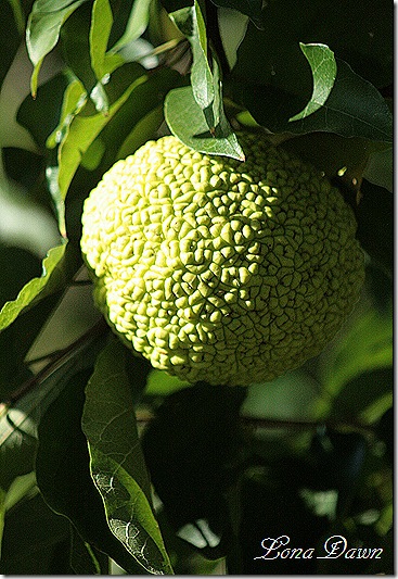 HedgeApple_Tree3