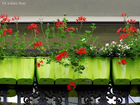 kwiaty balkonowe w czasie suszy