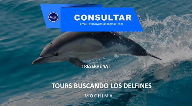 imagen Tours buscando los delfines Mochima 