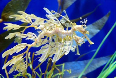 Leafy Sea Dragon