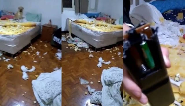 Tranquilo na cena do “crime”: conheça Chico, o cachorro que destruiu o quarto da dona e viralizou