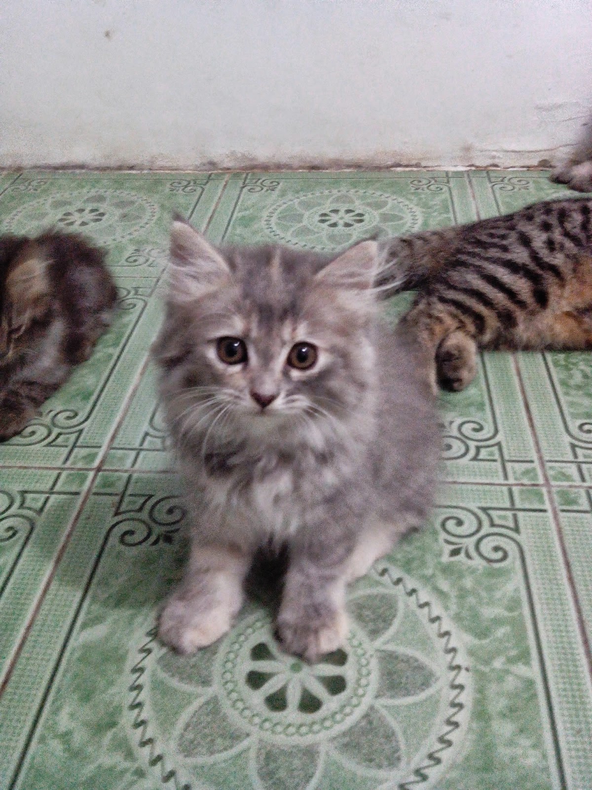 Bazar Kucing  Samarinda Jual Kucing Persia Abu Abu  No 5 