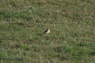 Male Wheatear