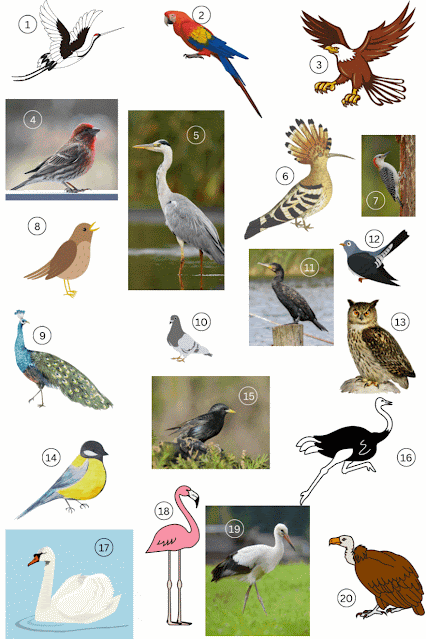 Bird names in English