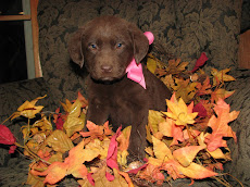 Chocolate Puppy