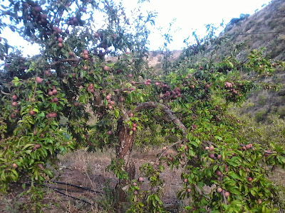 arbol de ciruelo