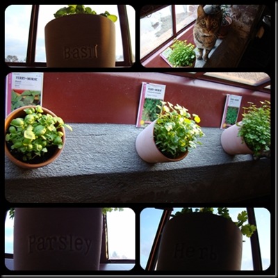 herb garden 3