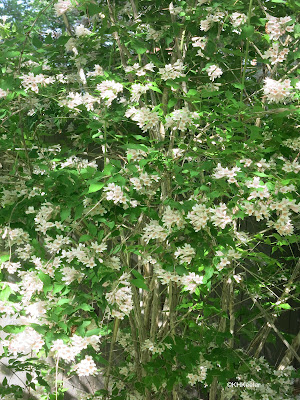 beauty bush, Linnaea amabilis