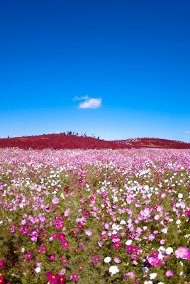 Hitachi Seaside Park