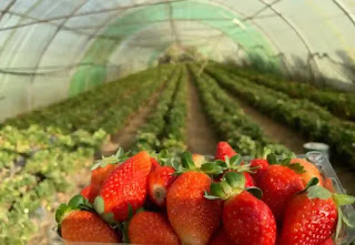 strawberry garden abha