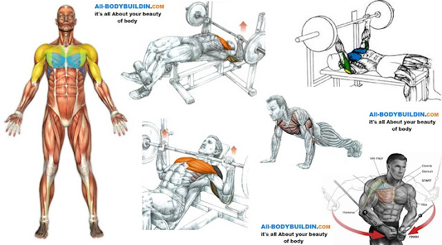 Chest Workouts