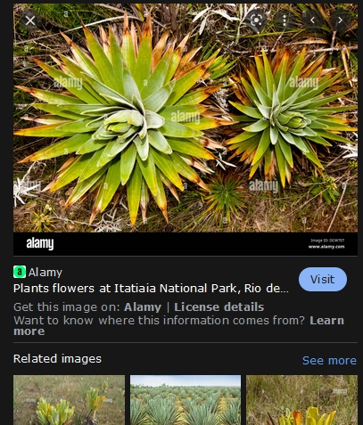 It has indicator species like all places in the world. One indicator species used by scientist to "indicate" or show the danger to the environment, biome, overall  includes the small primates, like the Lion Tamarind of the inner city park of Rio De Janeiro, Tijuca Park, and the national parks of southern Rio De Janeiro state, including Itatiaia National Park.