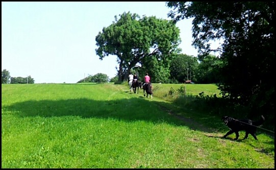 Hästar, hund, natur