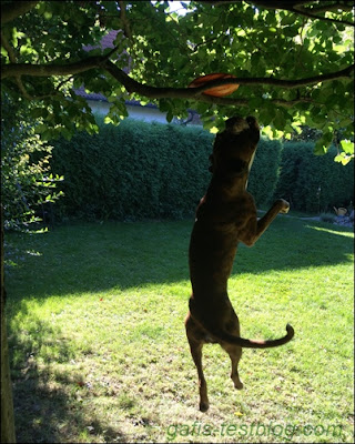 Boxer Amy beim Frisbee schnappen