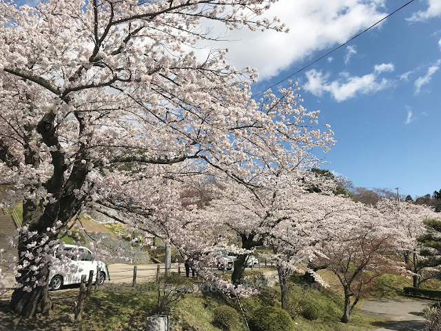 Kasumigajo Koen Sakura