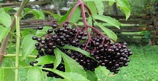 Elderberry