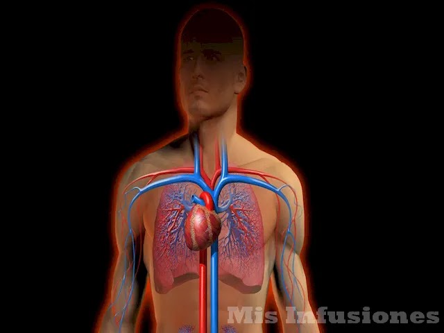 Efectos en el sistema cardiovascular
