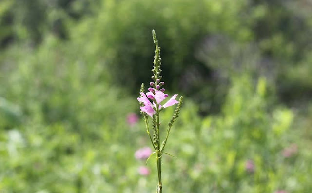 Physostegia Virginiana Flowers Pictures