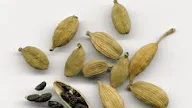 Kegunaan dan Manfaat Elettaria Cardamomum