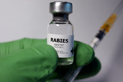 Penyakit Rabies: Gejala, Pengobatan, dan Pencegahannya
