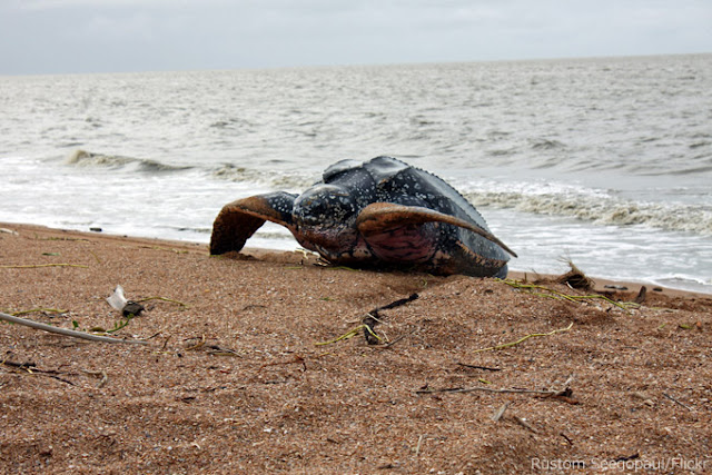 Shell Beach