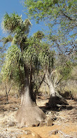 Giant yucca - Koko Crater Botanical Garden, Oahu, HI