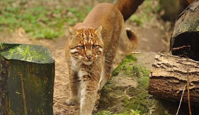 Kucing Emas Terjerat Perangkap Babi di Agam Sumbar