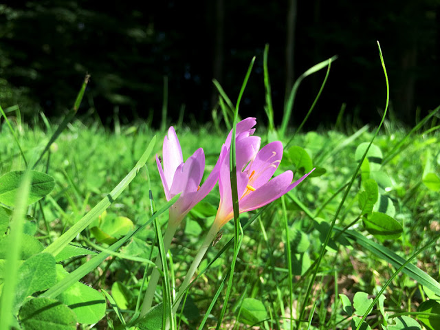 meadow saffron, saffron, meadow, herbstzeitlose, flower, fall, autumn, crocus, tocix, herbal, witch, blog, blogger, schweiz, switzerland, froest, shamrock, sunny, herbal, hexe, white wich, forest witch