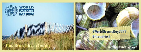 World Ocean Day 2023 beach fence dune grass sea shells