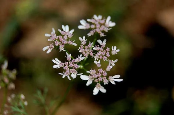 Coentro ou Coriandrum sativum Cilantro, Coentro-português, Coriandro, Erva-percevejo, Salsinha