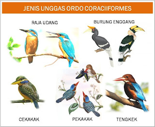 jenis-macam-gambar burung