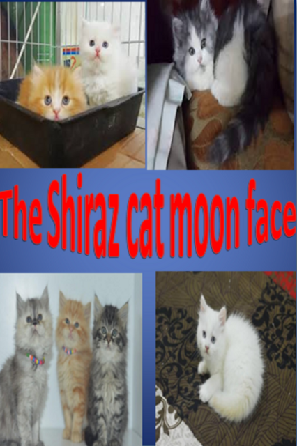 persian cats, shirazi cats, iranian cats, moon-face