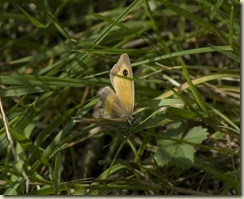 SMALL HEATH BUTTERFLY