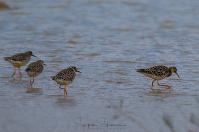 Ruff at Schinias National Park