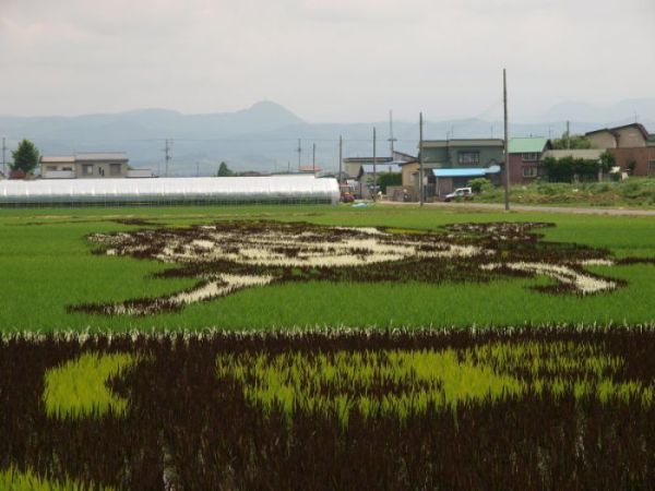 Japanese Rice Field Creative Art Work - AmAzing Photos Seen On www.coolpicturegallery.us