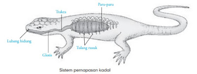  Pernapasan  Hewan  Protozoa Cacing  Serangga  Ikan Katak  