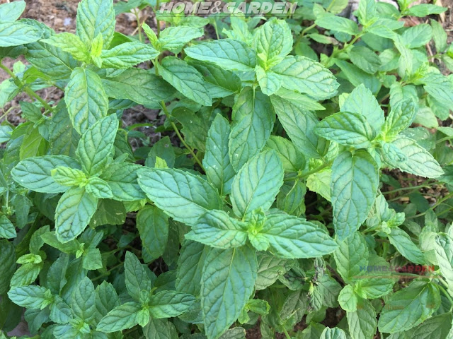 Make sure the soil is fertile and drains well. Mint plants love moisture, but if soil drainage is not adequate, the roots will suffocate and the plants will die. 