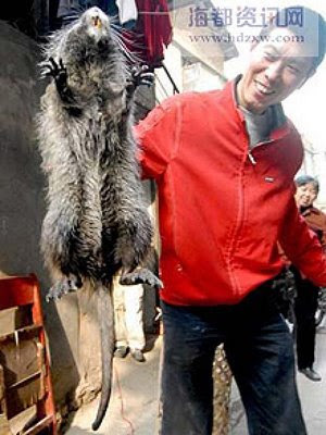 Tikus Raksasa di China