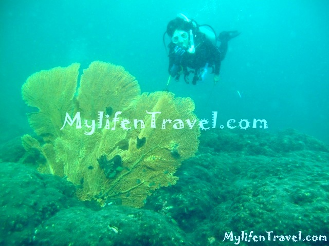 Koh Lipe Diving 71