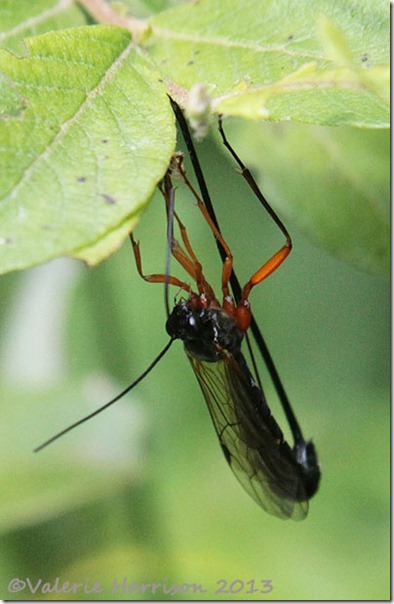 22-ichneuman-wasp